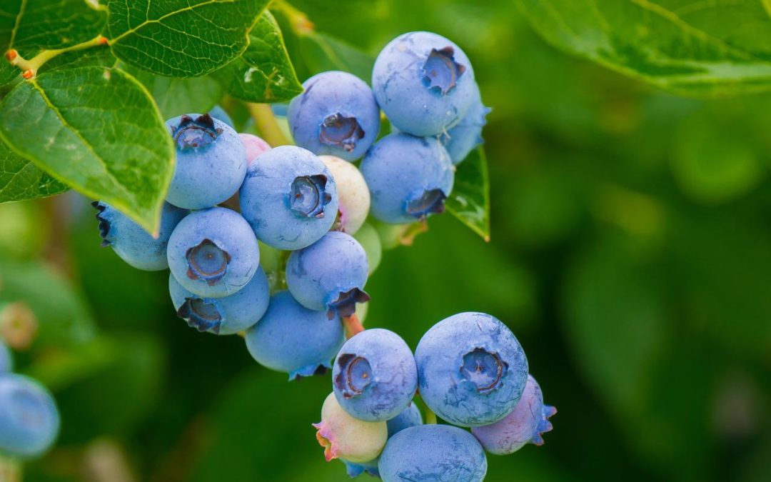 BC Blueberry Industry Under Threat