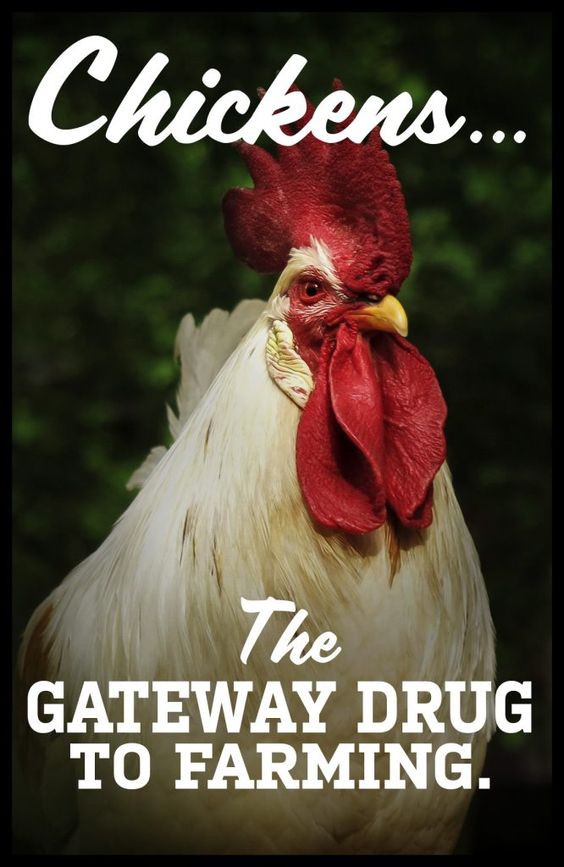 chickens gateway drug to farming