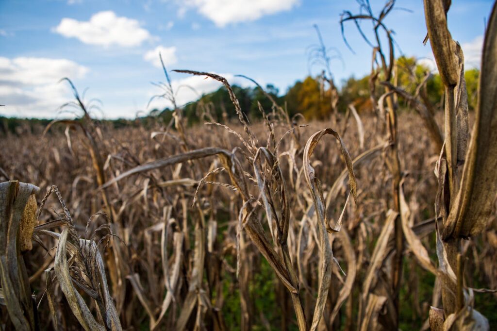 Unused Farmland BC